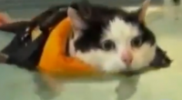 Fat Cat Weight Loss Plan